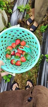 Overhead view of Man holding Basket filled with fresh strawberries Stock Photos
