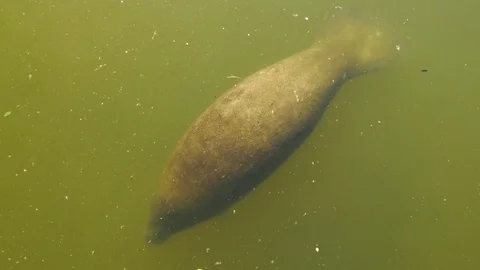 Overhead View of Manatee Swimming in Dirty Water, 4K Stock Footage 72878892