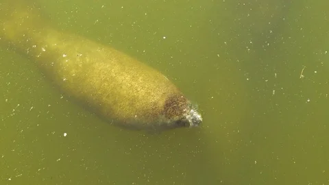Overhead View of Manatee Taking Breathe, Pan to Mother and Calf, 4K Stock Footage 72879306