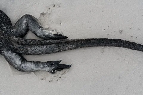 Overhead view of marine iguana tail and hind legs on sand. Directly above p.. Stock Photos