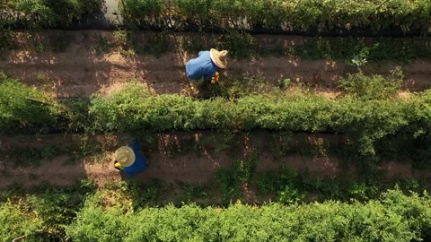 Overhead view of men in straw hats picking tomatoes in a field at sunrise. Stock Footage 158628053
