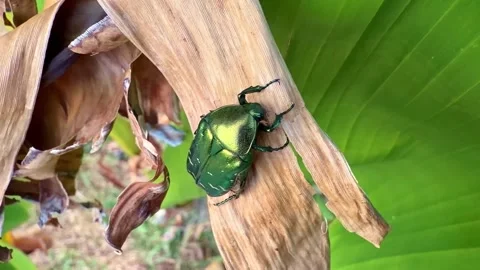 Overhead View of Metallic Green Beetle Climbing Stock Footage 342869308