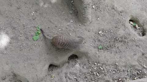 Overhead view of a mongoose searching Stock Footage 296488224