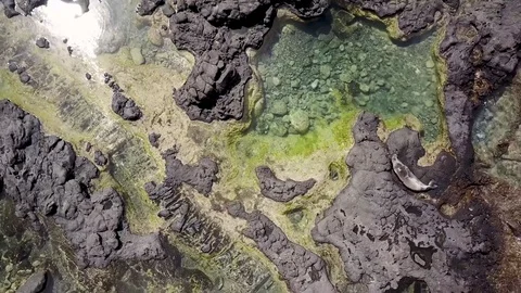 Overhead View Of A Monk Seal Resting On Rocks Near A Tropical Lagoon Stock Footage 78075947