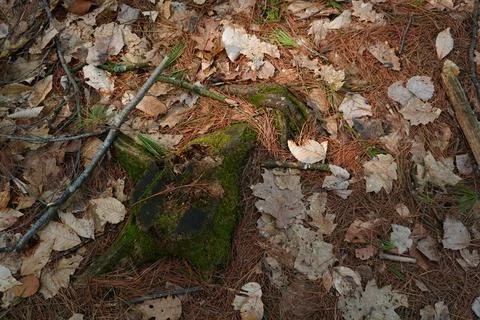 Overhead view of a moss-covered tree stump surrounded by fallen leaves and pine Фото