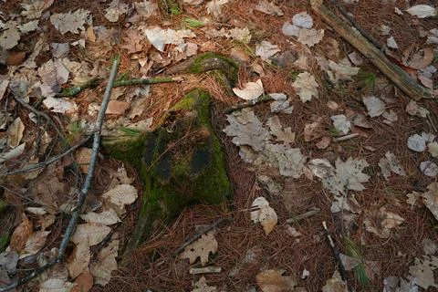 Overhead view of a moss-covered tree stump on a forest floor surrounded Фото