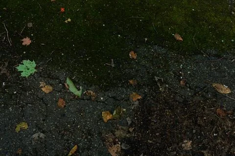 Overhead view of mossy ground bordering cracked asphalt Fotos Stock
