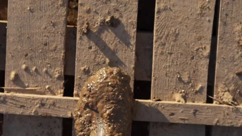 An overhead view of the muddy boots striding across the wooden deck. a builder Stock Footage 158586541