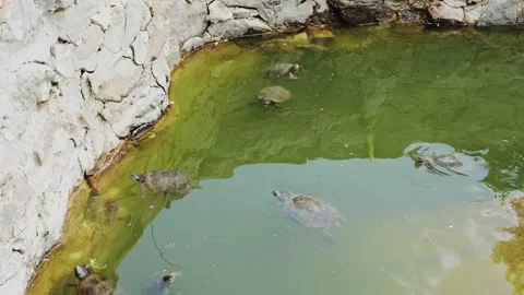 Overhead view of multiple aquatic turtles swimming in a green-tinted pond with Vídeo Stock 336464582