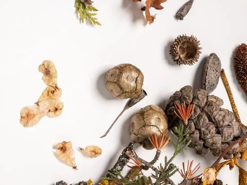 Overhead view of natural objects on white background, including pinecones, .. Stockfoto's