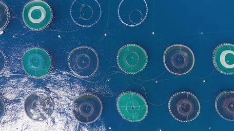 Overhead view of an offshore fish farm with multiple circular aquaculture net Stock Footage 341304335