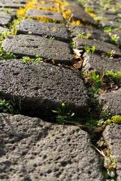 Overhead view of old cobblestone pavement with green weeds in joints Stock-Fotos