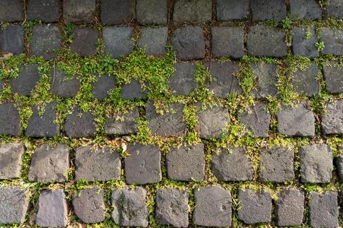 Overhead view of old cobblestone pavement with green weeds in joints Photos