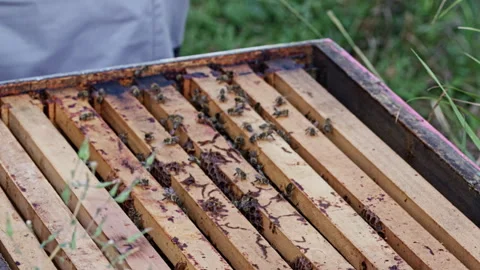 Overhead view of open beehive with bees on frames Stock Footage 345089087