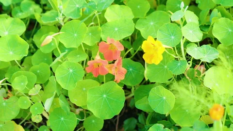 Overhead View Of An Orange And Yellow Flower Stock Footage 221879548