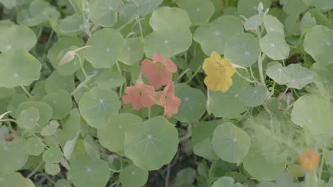 Overhead View Of An Orange And Yellow Flower - No LUT Version Stock Footage 221879549