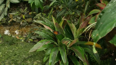 Overhead view over green plants and small water stream with butterflies flying. Stock Footage 300815171