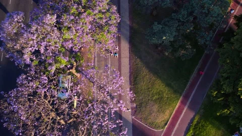 Overhead view of people doing physical activity with a lilac-flowered Stock Footage 229766485