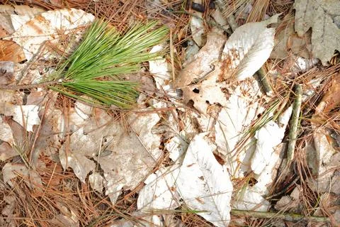 Overhead view of a pine needle branch resting on a forest floor covered in dry Stock-Fotos