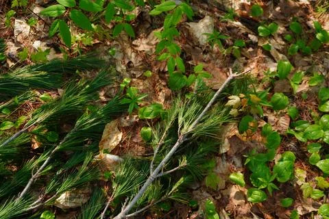 Overhead view of pine needles and fresh green sprouts on a forest floor covered Stock-Fotos