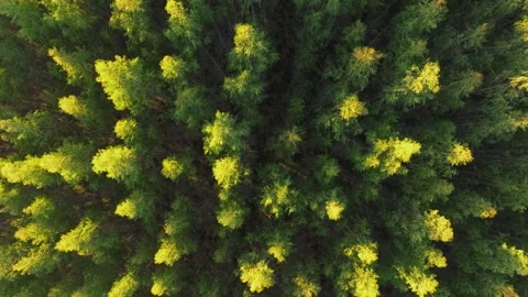 Overhead View Of Pine Trees In The Forest At National Park Stock Footage 261584795