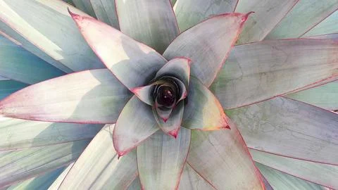 Overhead view of pink-edged bromeliad rosette, abstract spiral pattern Stock Photos