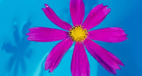 An overhead view of pink flower called kosmeya floating in the pool, with the Stock Photos