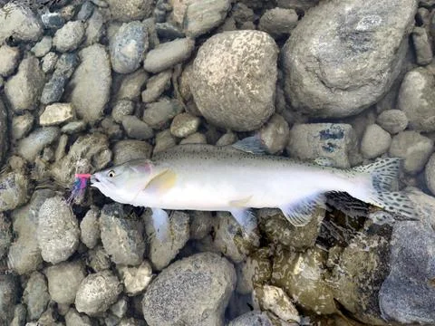 Overhead view of pink humpy salmon caught on fly in Pacific Northwest of Am.. Stock Photos