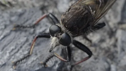 Overhead view of a predatory robber fly resting in a static macro shot Stock Footage 346723660