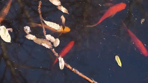 Overhead view of red and yellow golden fish swim in the pond Stock Footage 240324014