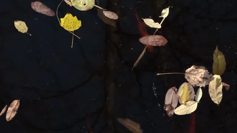 Overhead view of red and yellow golden fish swim in the pond Video stock 240869629