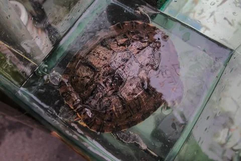 Overhead View of a Red-Eared Slider Turtle in a Small Glass Aquarium Tank. Stock Photos