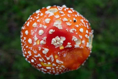 Overhead View of a Red Fly Agaric Mushroom Cap in an Autumn Forest Stock Photos