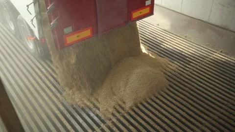 Overhead view of red tipping trailer unloading grain into pit Stock Footage 324795323