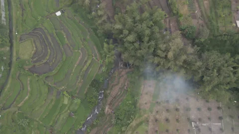 Overhead view of rice paddy fields next to river in 4K, Indonesia Stock Footage 200834451