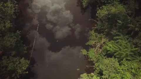 Overhead view of a river in the Amazon rainforest. A green parrot crosses Stock Footage 145625265