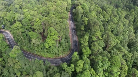 Overhead view of a road in a forest in autumn Stock Footage 230974662