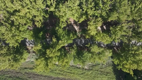 Overhead view of a road with large trees 스톡 동영상 301790036