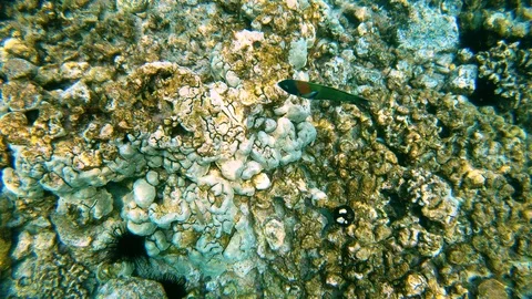 Overhead view of Saddleback Wrasse fish swimming in coral reef in Hawaii 4K Stock Footage 98365350