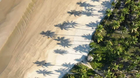 Overhead view of sandy beach and palm trees Stock-Footage 170862642