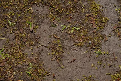 Overhead view of scattered foliage small green leaves and brown petals Фото
