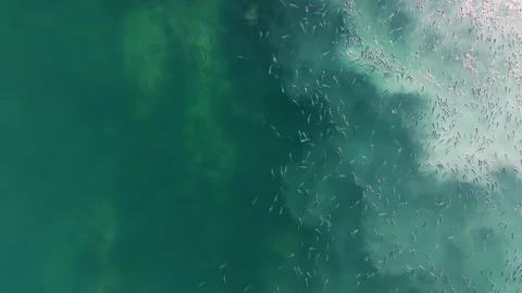 Overhead View Of School Of Fish Swimming In The Blue Sea. - aerial Vídeos de archivo 248962467