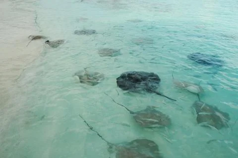 Overhead view of a school of Stingrays in the reef Stock Photos
