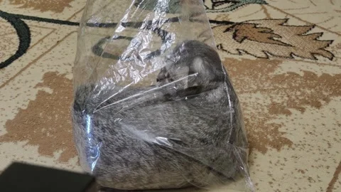 Overhead View of Scottish Fold Cat Hiding in Plastic Bag on Floor Stock Footage 319041438