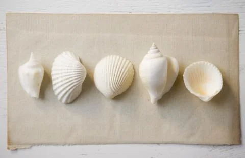 Overhead view of seashells Stock Photos