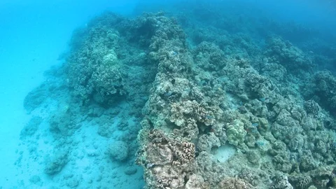 Overhead view of Sergeant Major fish swimming over massive coral reef, Hawaii 4K Stock-Footage 98430855