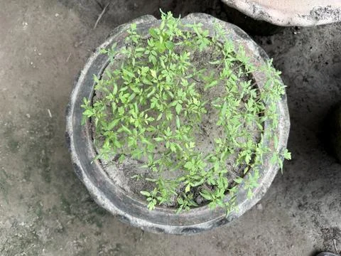 An overhead view shows small, verdant seedlings flourishing in a circular, we Stock-Fotos