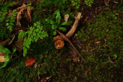 Overhead view of a single brown mushroom on a mossy forest floor Stock Photos