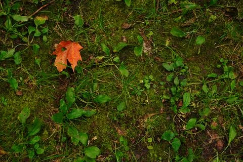 Overhead view of a single fallen orange maple leaf on mossy ground Foto stock