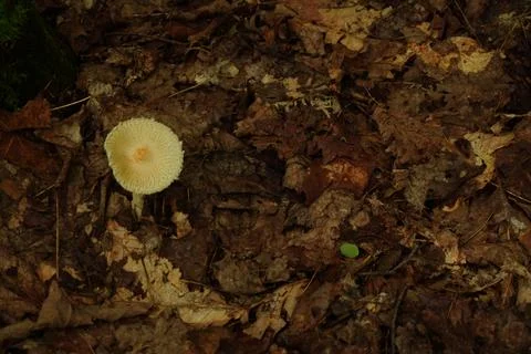 Overhead view of a single small pale yellow mushroom amidst a forest floor 写真素材